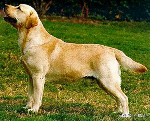 金毛拉布拉多犬的优点和缺点,新手养金毛老手养拉布拉多