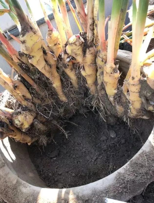 生姜的盆栽养殖方法,家庭盆栽生姜的技术