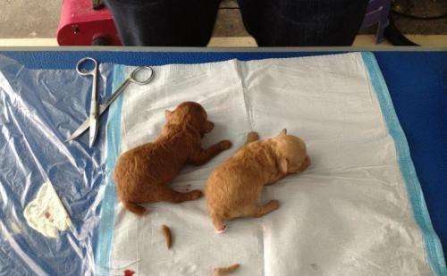 狗狗断甲是不是虐狗,狗狗为何要断尾