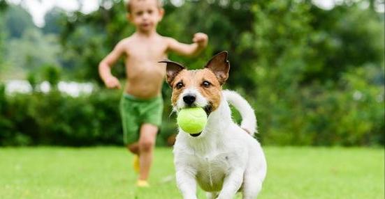 狗狗手术后三种食物不能吃,狗狗绝对不能吃的禁忌水果