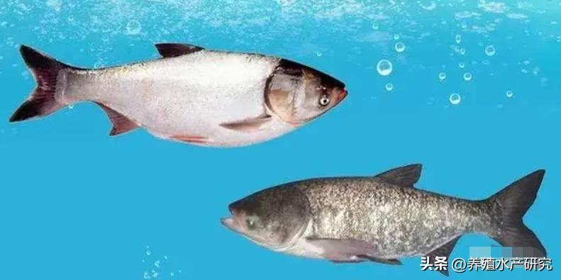 花白鲢什么时候放最佳,花白鲢用什么喂最好