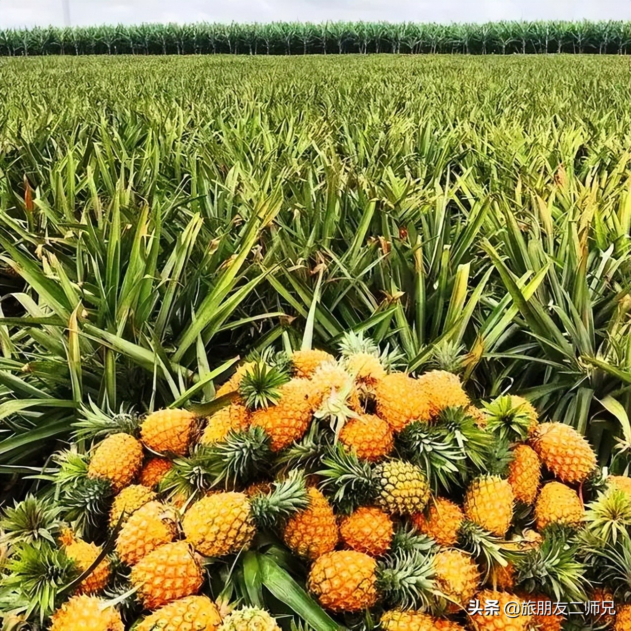 广州中山五日游攻略,广州出发江门2天一夜自由行攻略
