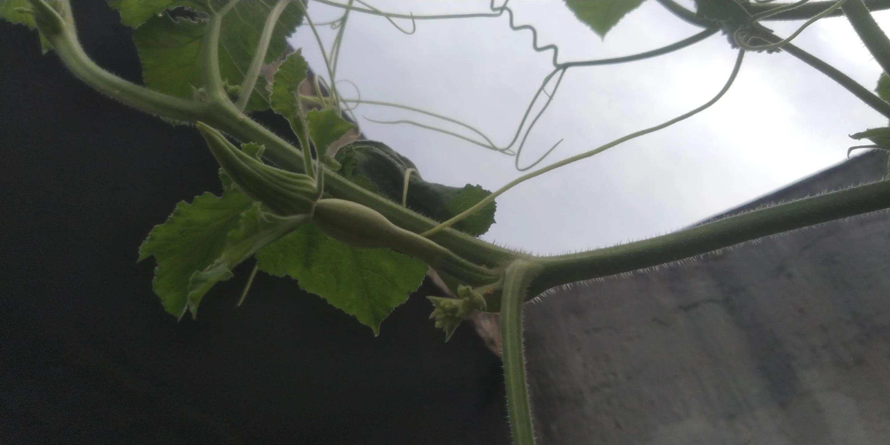 超级美味的南瓜花,南瓜藤是这个季节最好吃的蔬菜