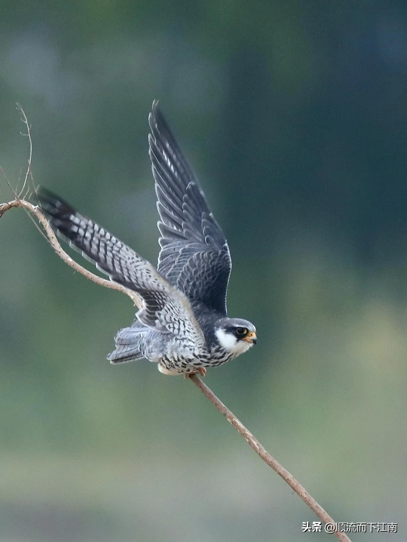 红脚隼叫声,红脚隼