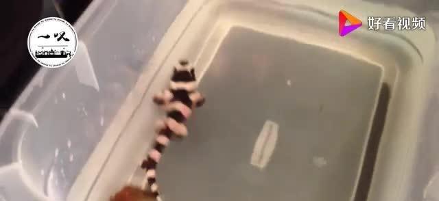 国外有钱人买了鲨鱼蛋，回家一剖开，小鲨鱼就展现了霸主形象！