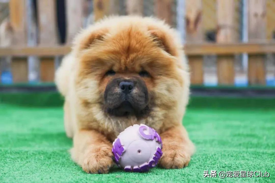 松狮犬是大型犬吗,熊仔松狮犬