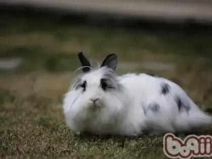 适合养在家里的小宠物兔子,可爱的小兔子宠物怎么养