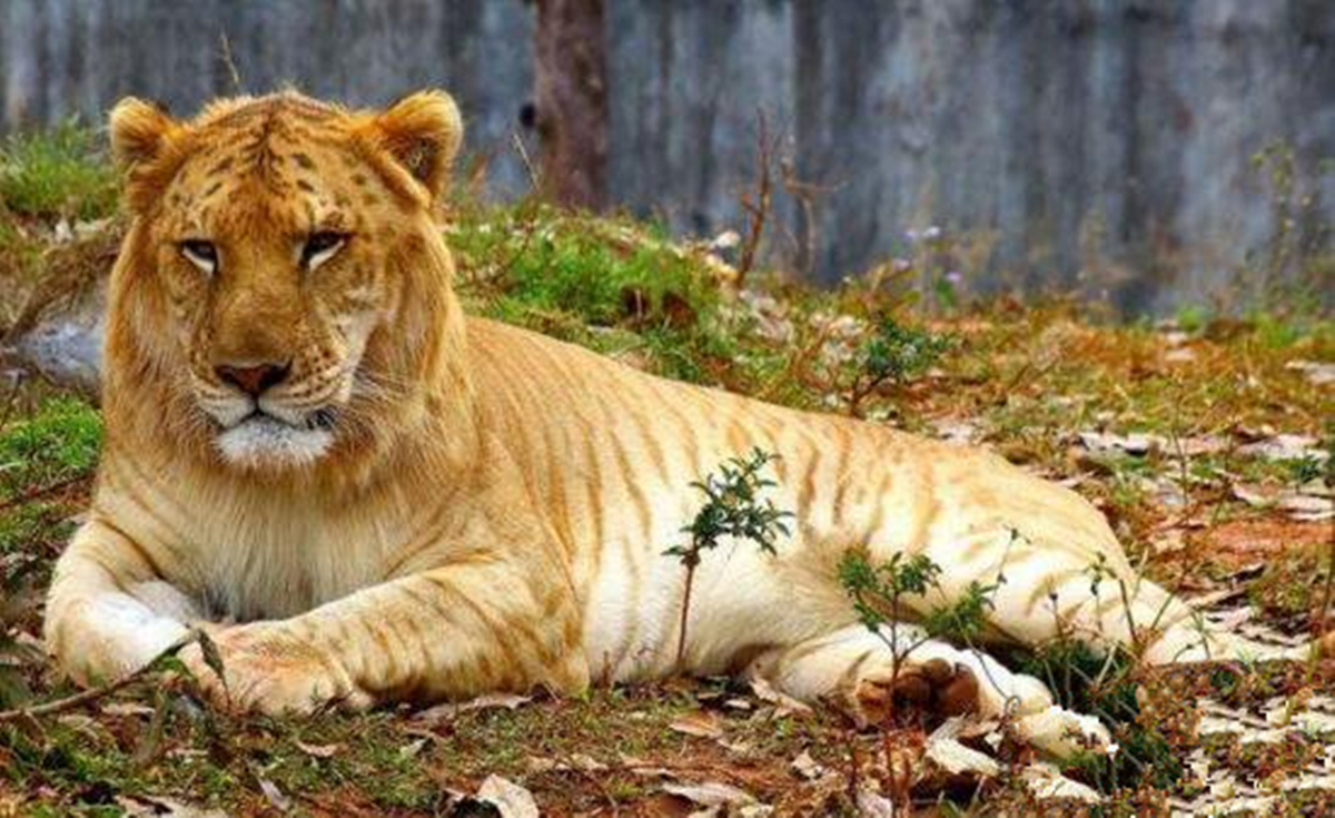 黄种人和黄种人,黄种人杂交问题