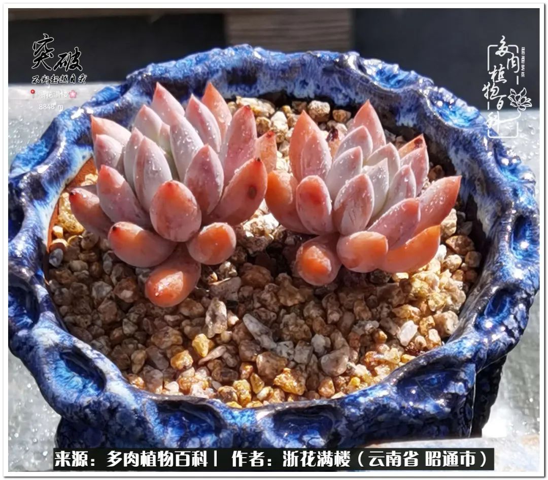 奔跑吧跑步,奔跑吧多肉盆栽