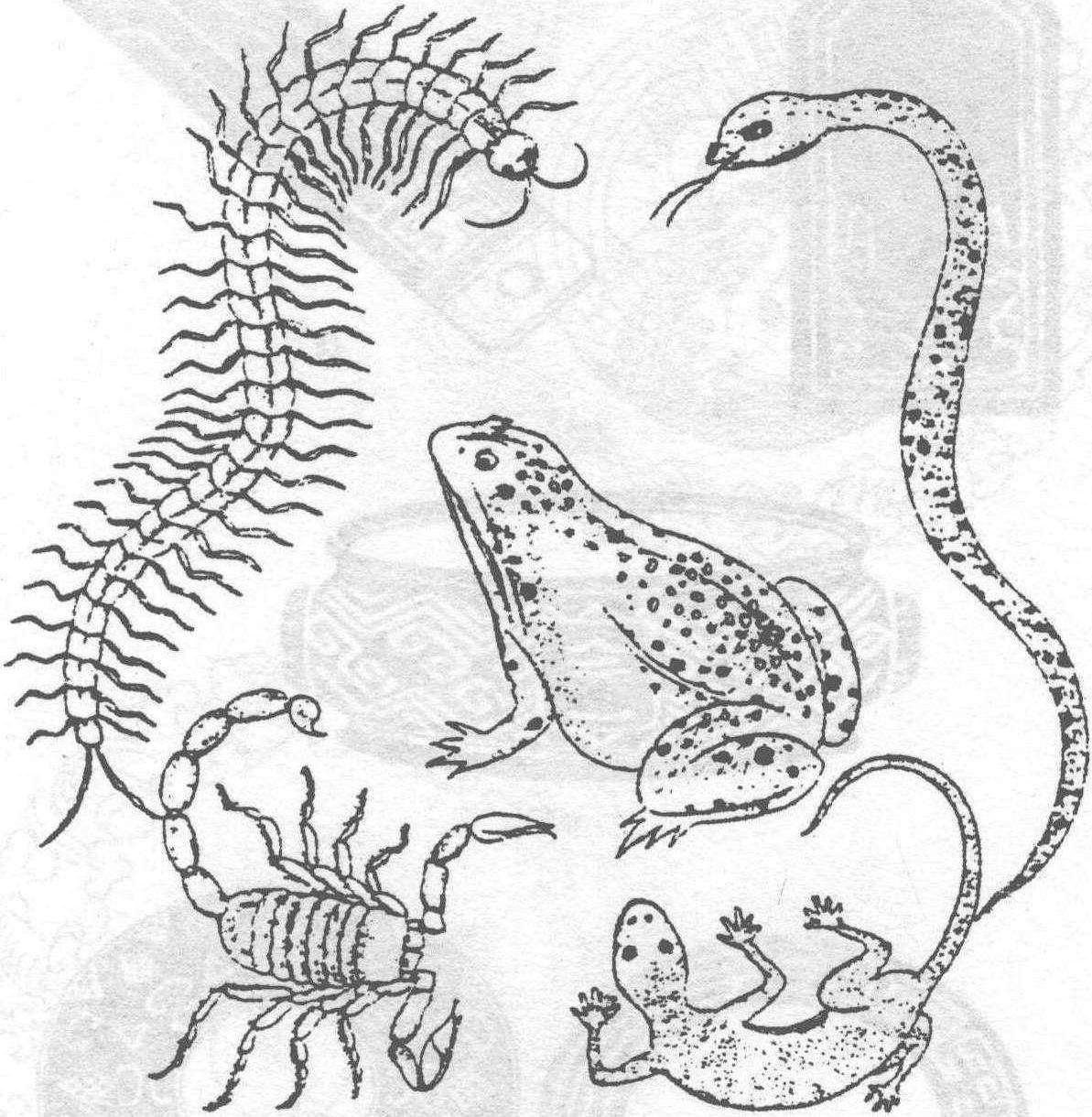 五毒之首哪个排第一,中国古代五毒起源