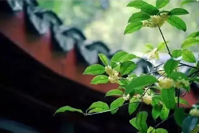 生活就是用一两分的甜冲淡8分苦,生活用一两分的甜冲淡七八分的苦