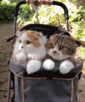 如何拥有一只奶牛猫,如何养出社牛猫