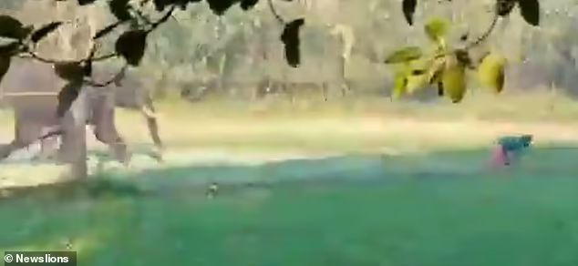 印度男子被大象追杀，又是戳又是拖，人象大战10年双方死亡差不多