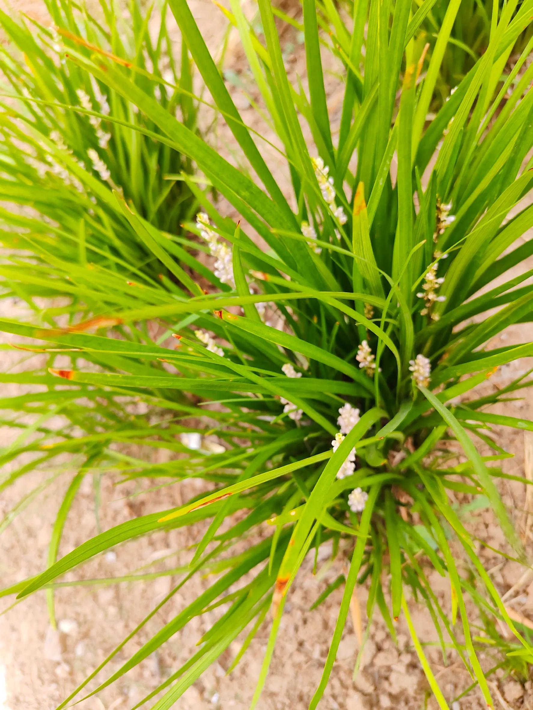生日快乐图片,生日快乐专用视频