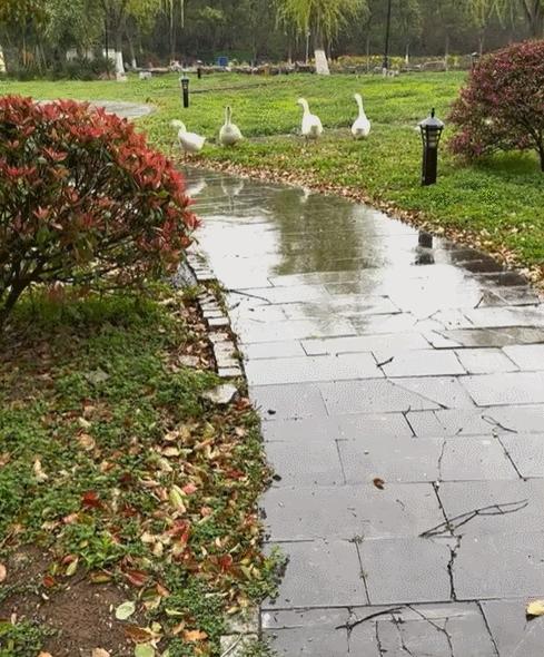 派出所警犬擦手,警犬被拿去擦手