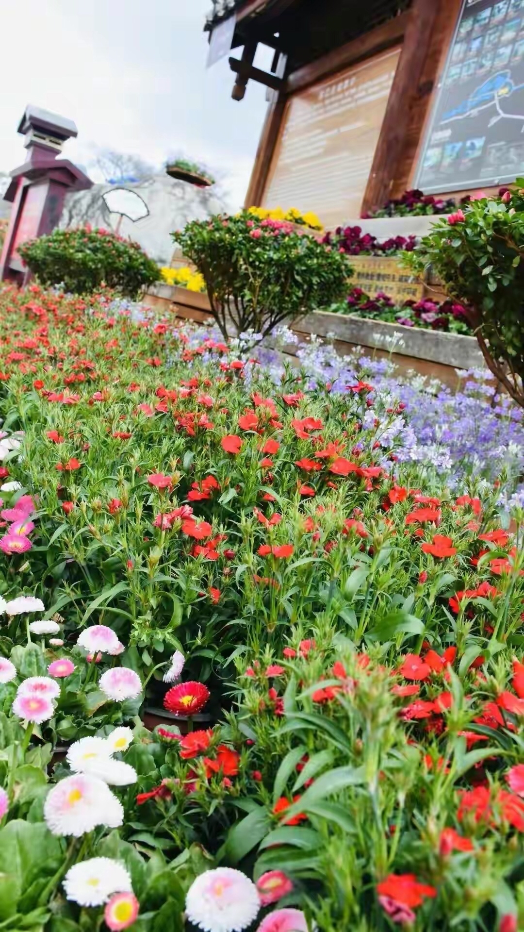 丽江春节旅游免费景点,丽江旅游一日接待游客多少