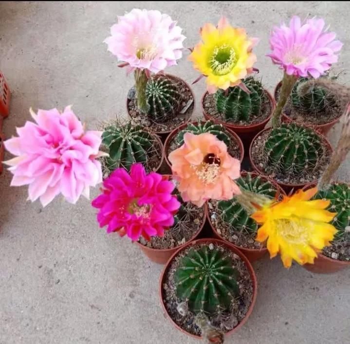 最好养的10种花排行第一名竟然是,好看又皮实勤花的花