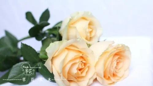 你喜欢的花的花语又是什么,你最喜欢哪朵花的花语