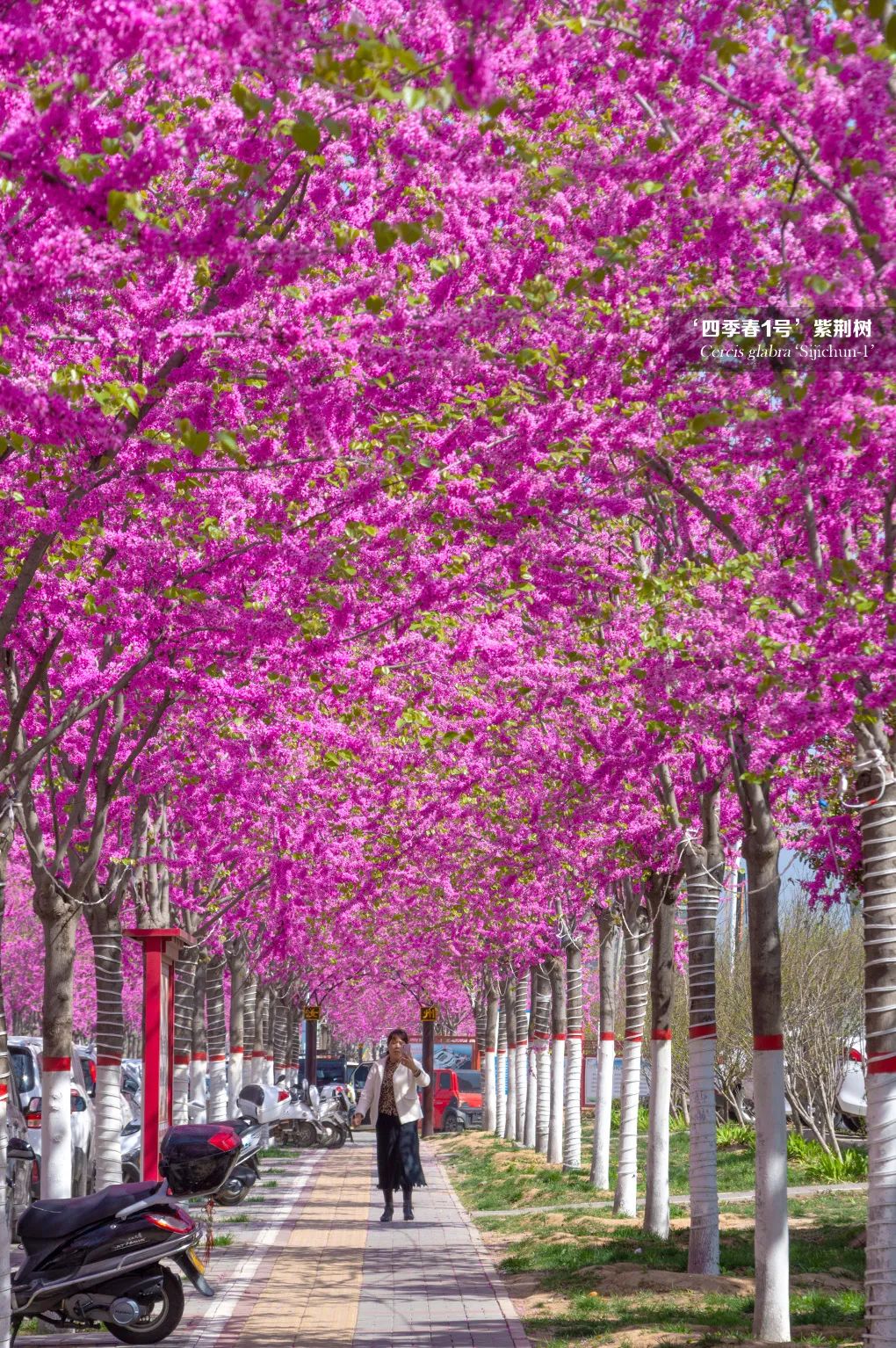 世上最美的林荫大道,欣赏一下美丽的林荫大道