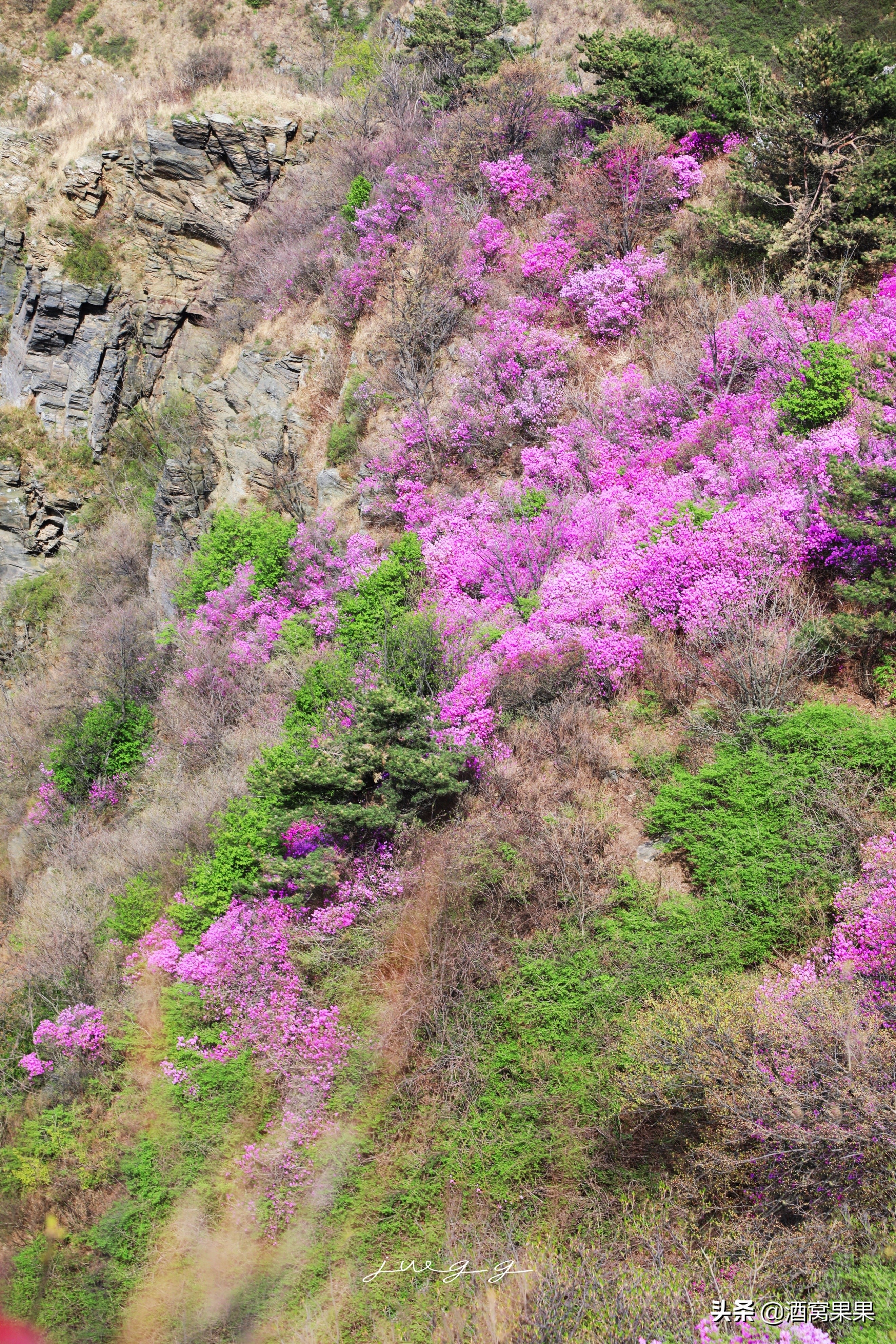 大连神秘花海旅游攻略路线,大连杜鹃花海旅游攻略