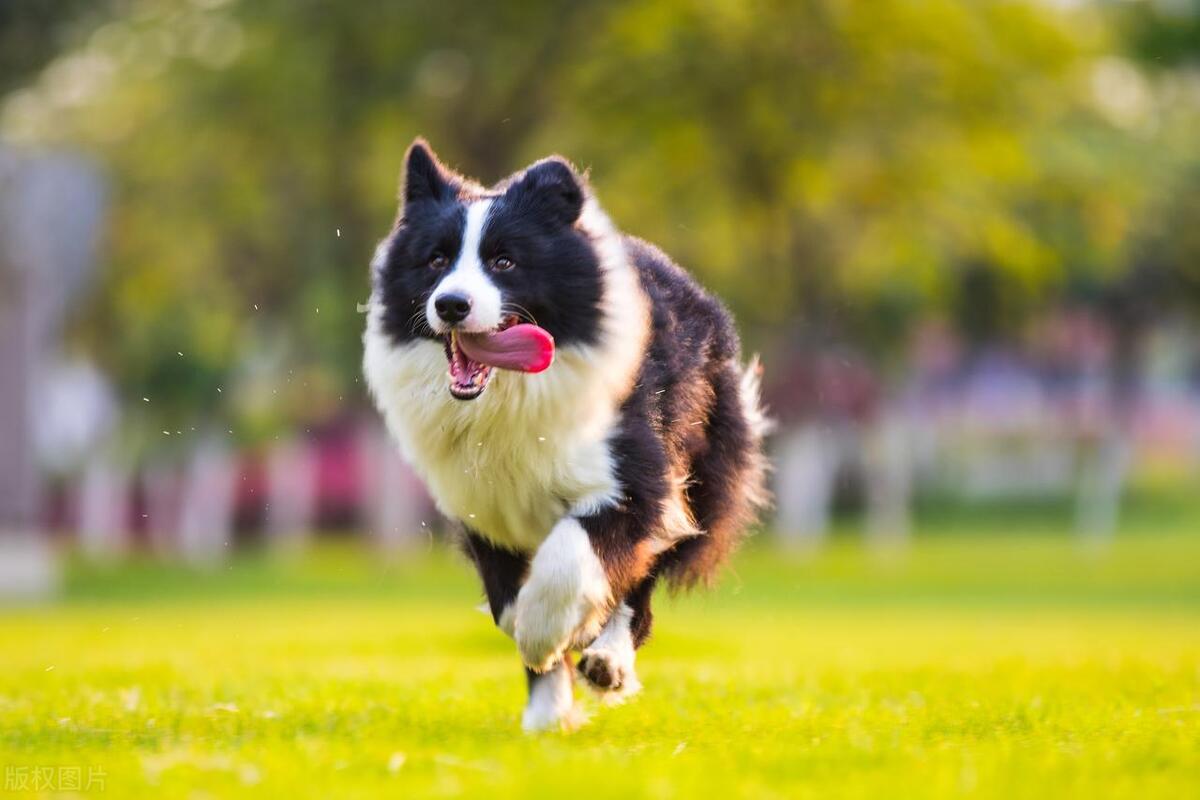 上班族怎么养宠物狗视频,上班族养的小型宠物狗