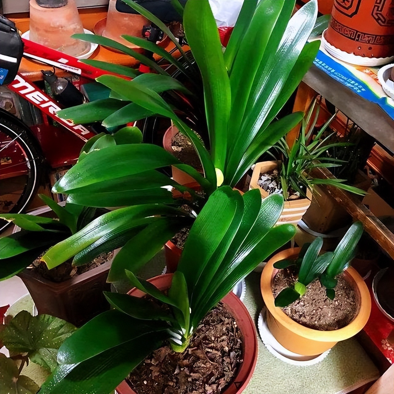 君子兰夏天怎么养才能更旺盛一些,君子兰夏季怎么养才能更旺盛