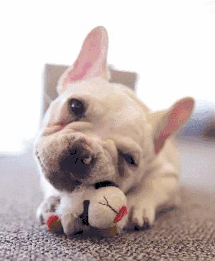 5种禁养的宠物,五种禁养犬