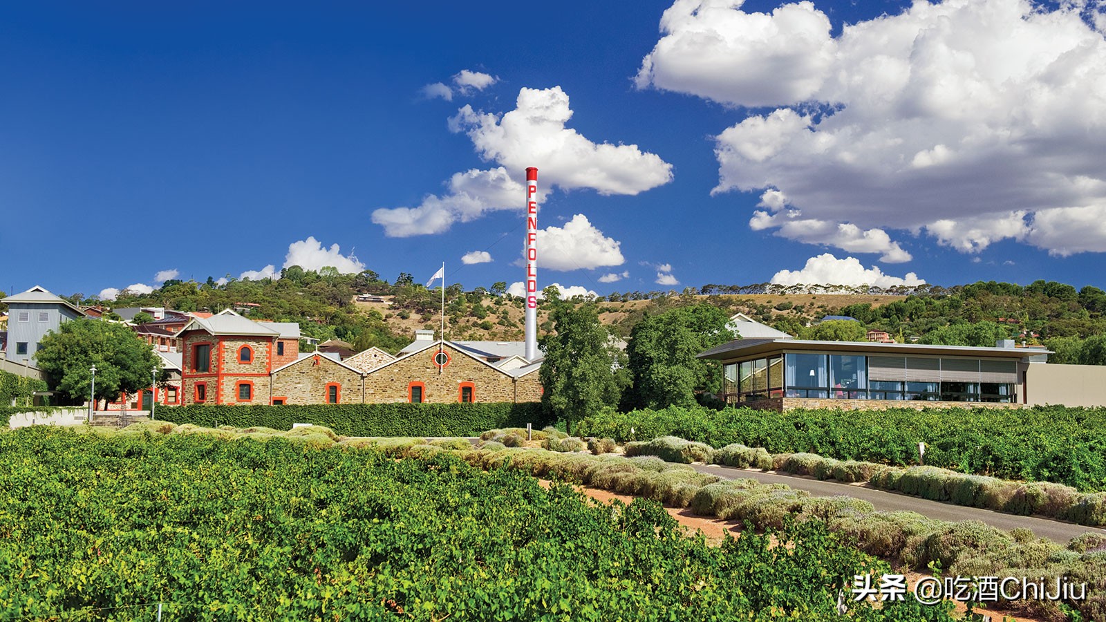 奔富葡萄酒是指哪些,奔富国产葡萄酒为什么火