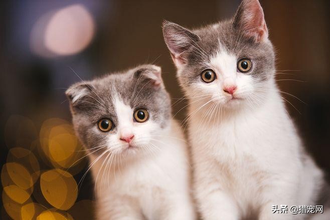 宠物医生的工作职责是什么,宠物医生助理的工作都有什么