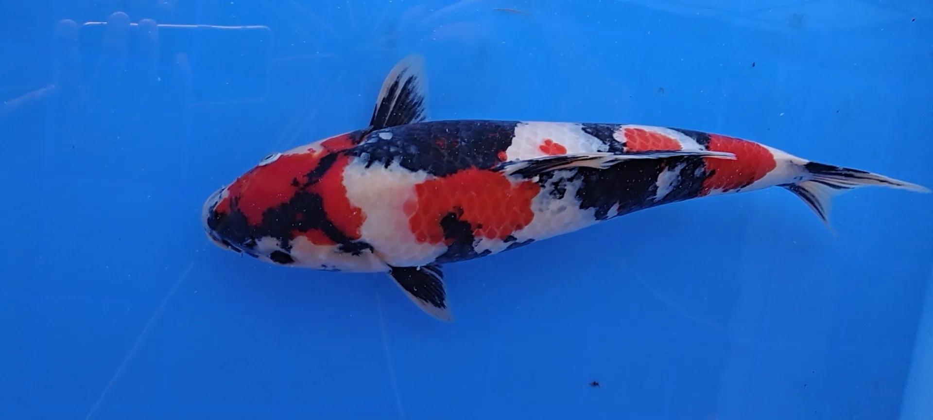 日本进口锦鲤和国产锦鲤区别,日本锦鲤品种及价格表