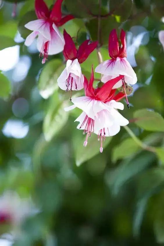 花朵壁纸横版,花朵招财壁纸
