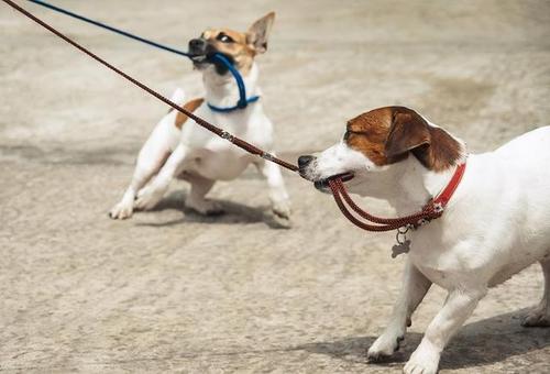 狗狗咬牵引绳行为矫正方法,为什么狗狗喜欢咬裤脚