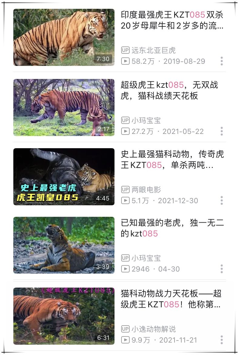 猫科战斗力分析,猫科打不过熊科