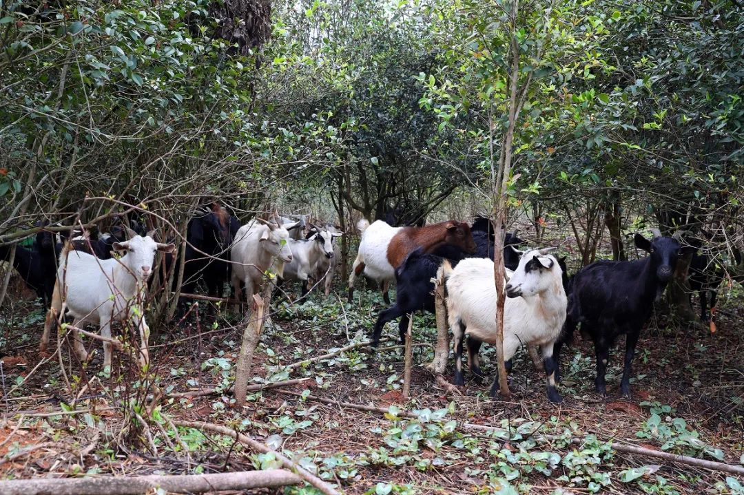 鑳介噺鍛ㄥ垔,鍏虫敞浜戞诞鏂伴椈