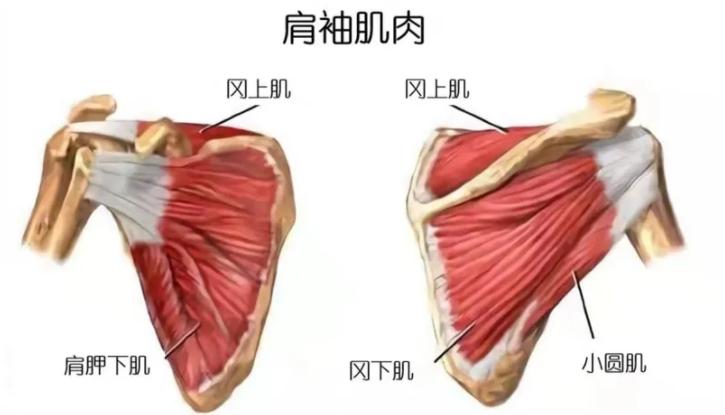 肩周炎是肩痛但肩痛并非肩周炎,肩周炎来袭这4个小动作缓解肩痛