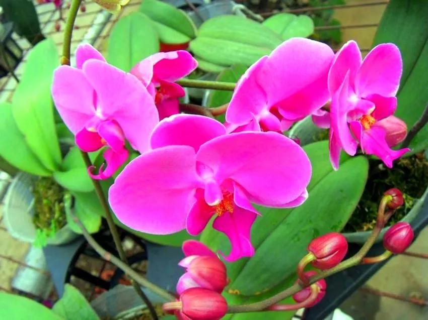 你怎么知道石楠花,你能接受石楠花吗