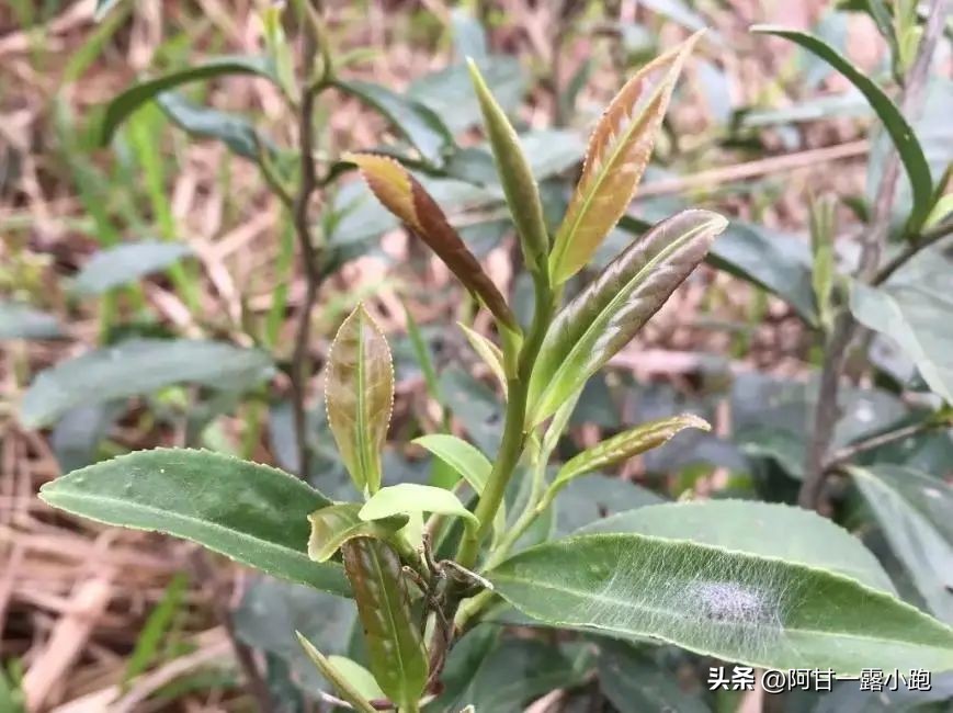 建阳小白茶现状,建瓯北苑贡茶的现状