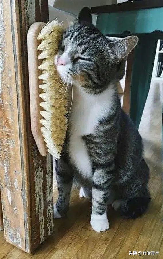 养猫省钱妙招排毛球,养猫不掉毛妙招有哪些方法