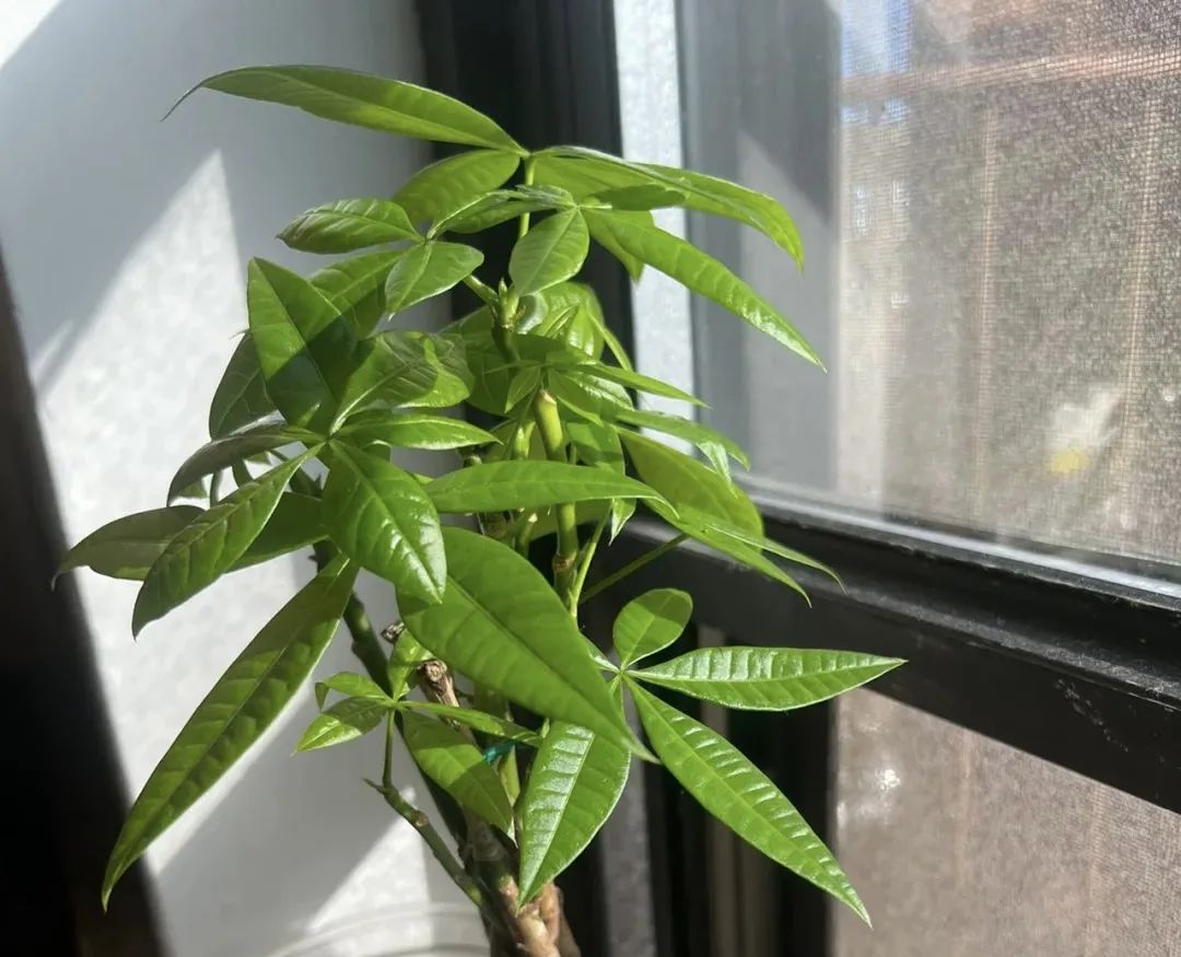 水种植物烂根怎么补救,不要用这种水浇花不然花越养越枯