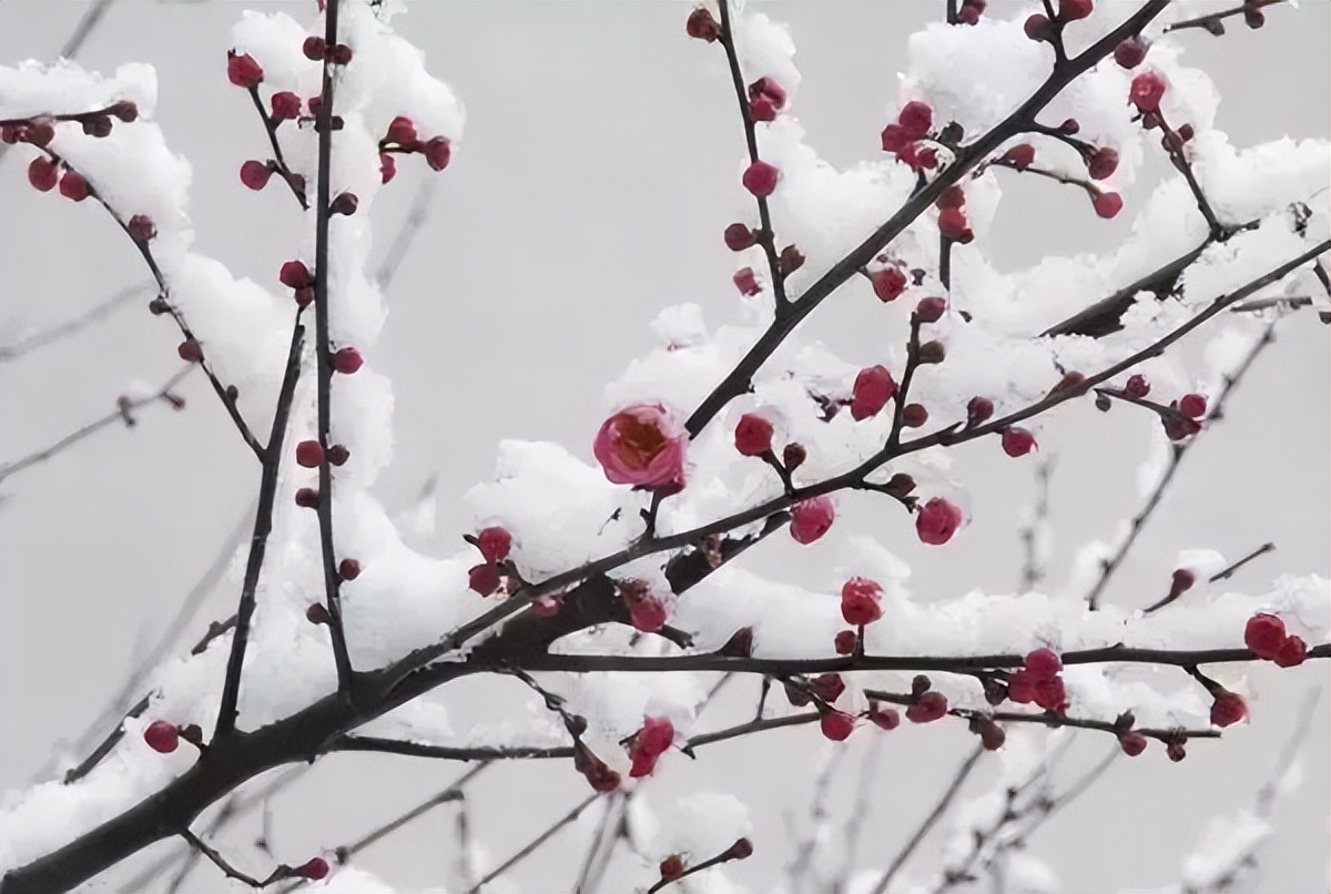 植物识别小口诀，总结的太全了！