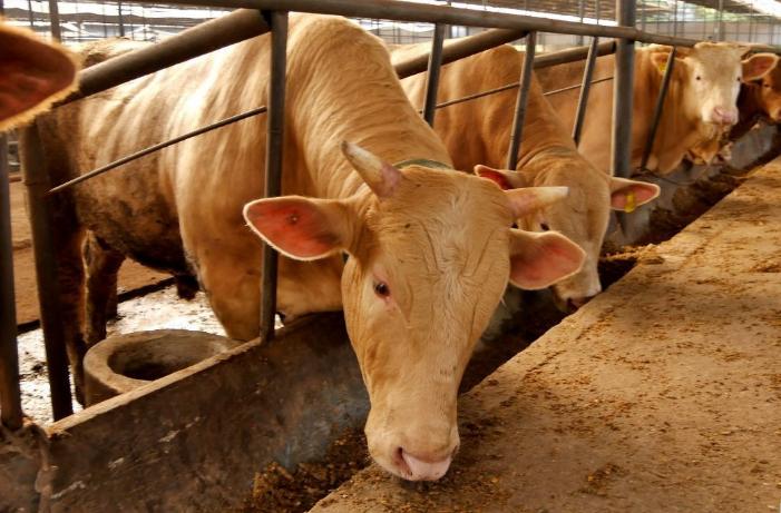 母牛繁育方法和技巧,母牛的饲养与繁育方法