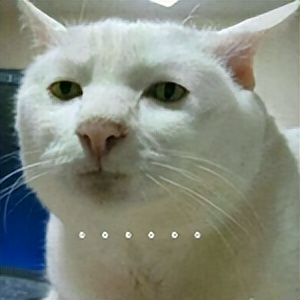 日本口袋马桶,日本口袋马桶使用方法图示