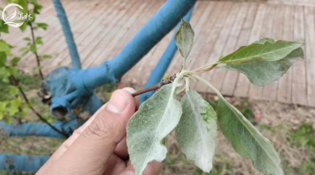 海棠常发的四种病害,都在这了!