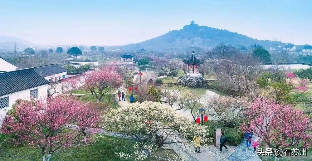 苏州赏梅最好的免费地方,二月初苏州腊梅