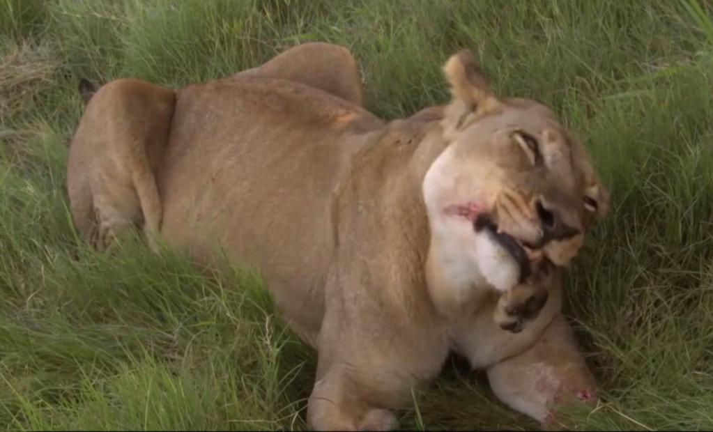 狮子猎杀小象的真实视频,狮子捕杀大象成功视频
