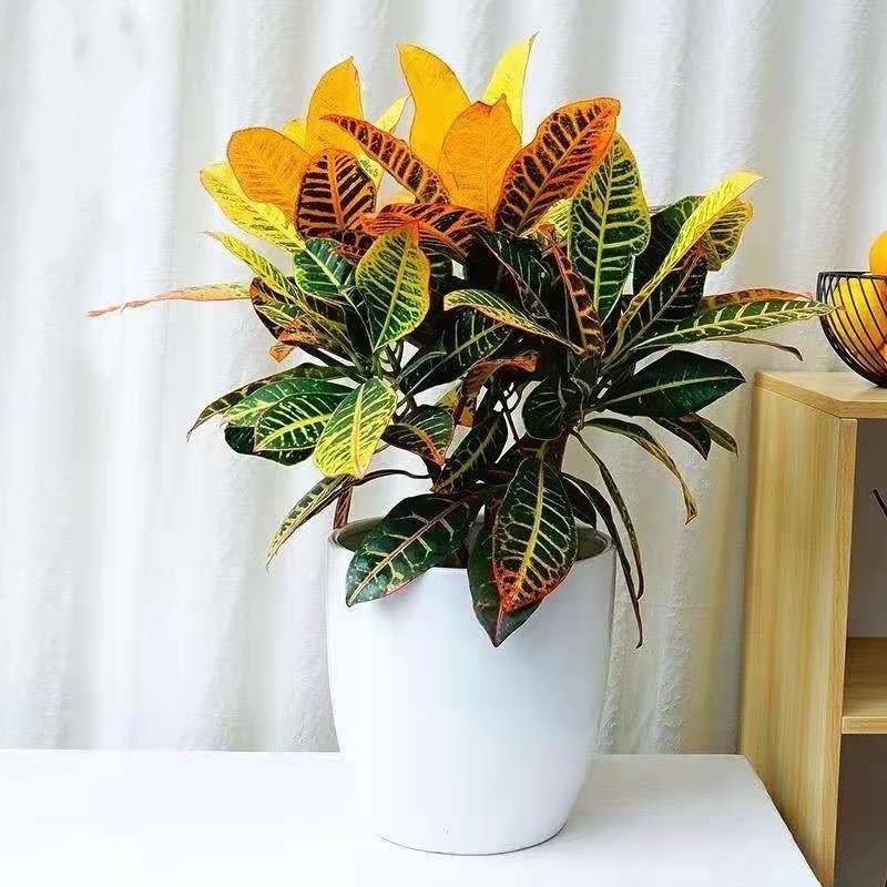 家庭客厅养什么花好看又旺财,客厅最吉祥的三种花