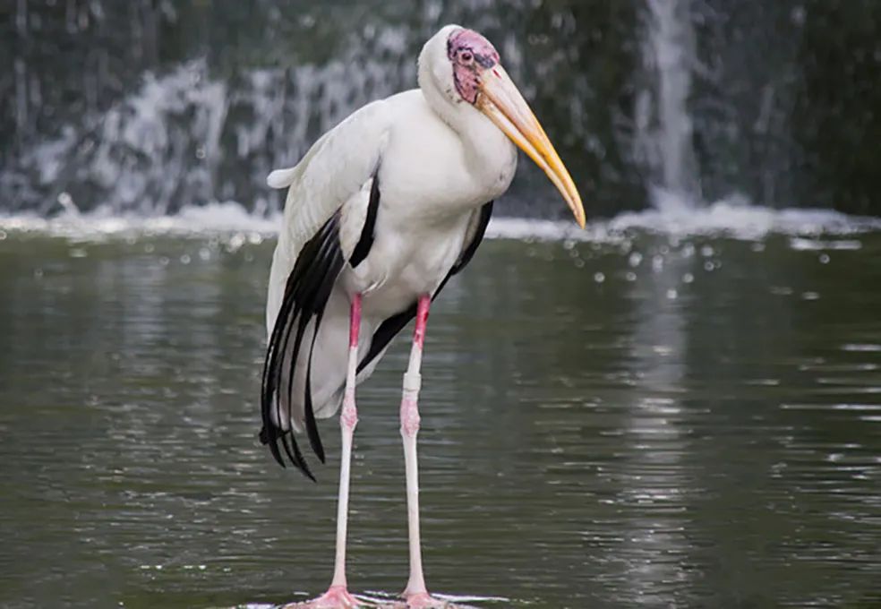 600只鸟图片,50张好看的鸟图片