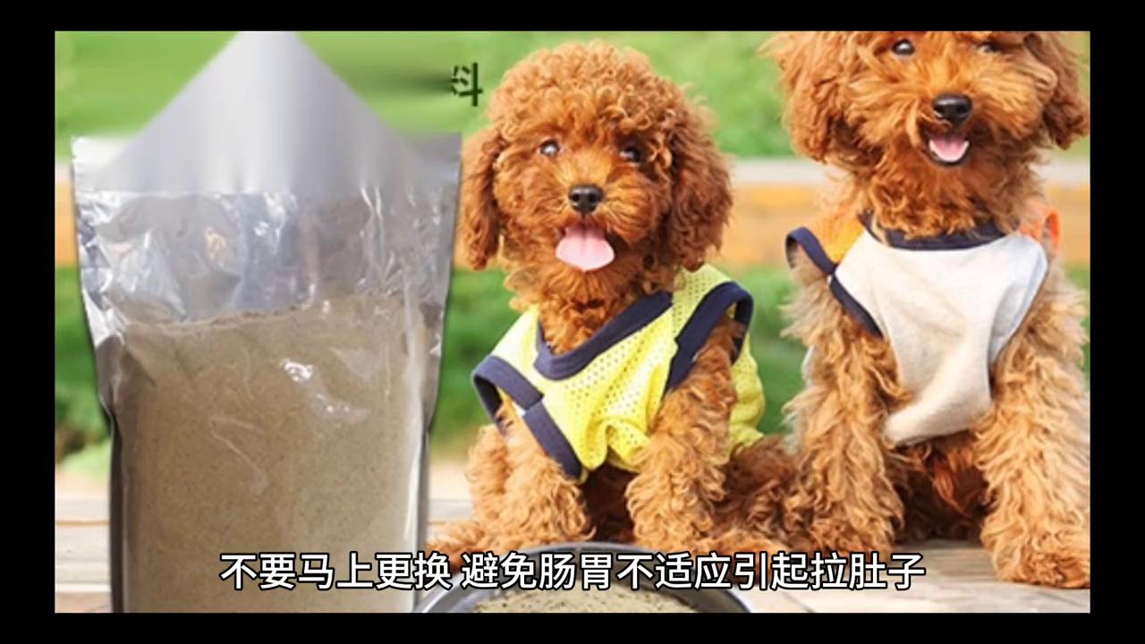 贵宾犬的饲养方法,贵宾犬幼犬怎么照顾