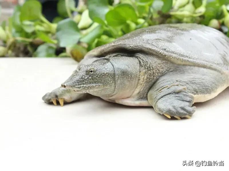 甲鱼咬嘴怎么救活,甲鱼咬住手有什么土方法弄下来