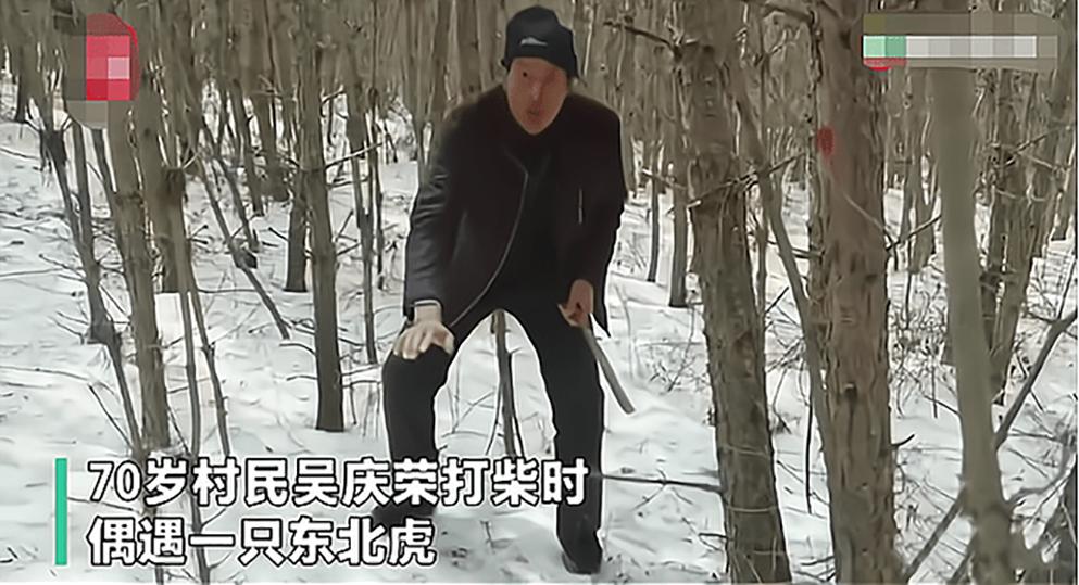 野外遇到老虎为啥不能爬树或下水,野外遇到老虎的正确求生方式